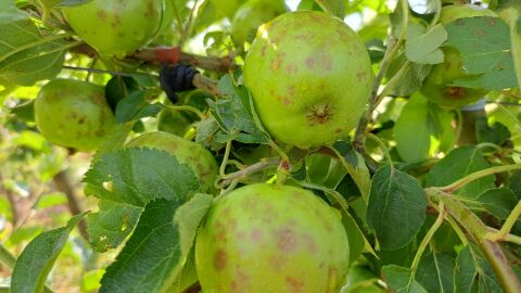 Fruita malmesa