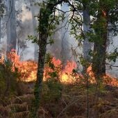 Imagen de archivo de un bosque en llamas