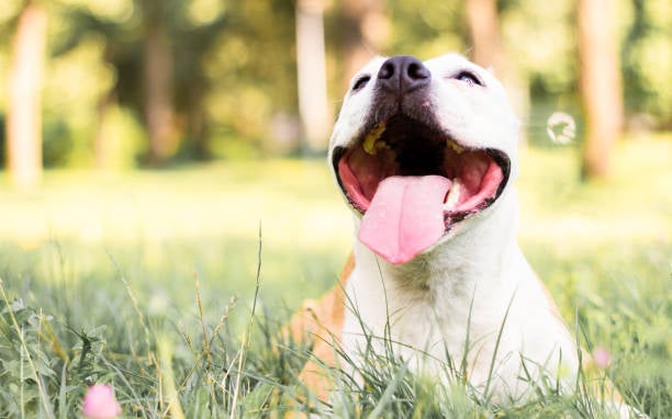 Veterinario de Cabecera 06/06/2023 Veterinario de Cabecera 06/06/2023