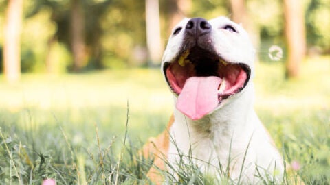 Perro feliz
