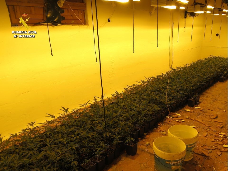 La Guardia Civil desmantela dos plantaciones de marihuana en viviendas de Villena La Guardia Civil desmantela dos plantaciones de marihuana en viviendas de Villena