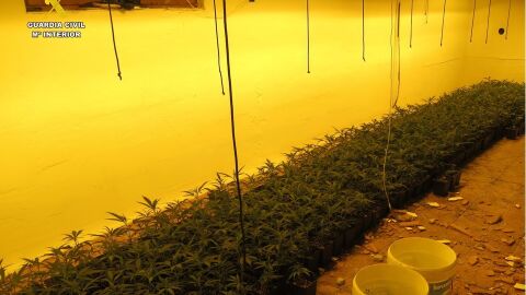 La Guardia Civil desmantela dos plantaciones de marihuana en viviendas de Villena.
