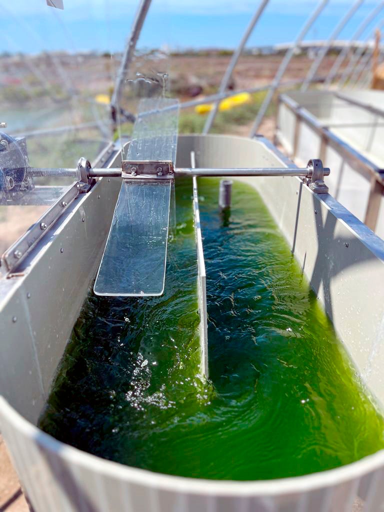 La UCA, referente internacional en la investigación de microalgas La UCA, referente internacional en la investigación de microalgas