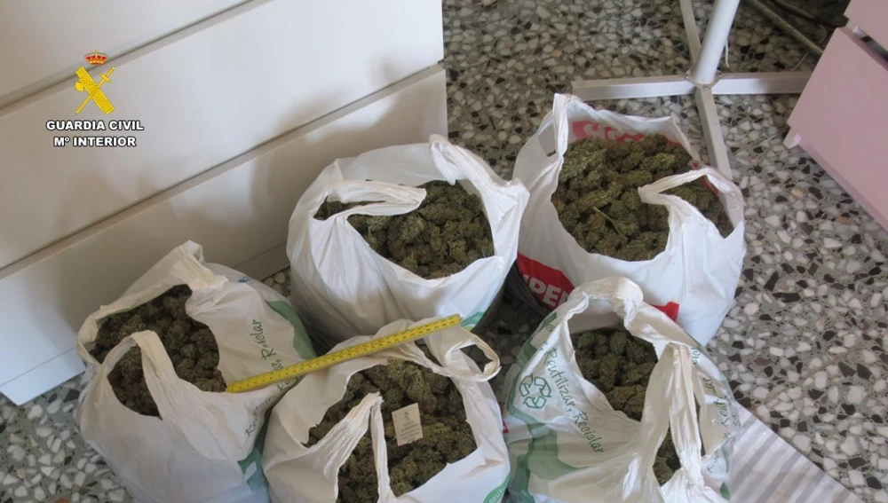 Bolsas con cogollos de marihuana intervenidos a los detenidos.