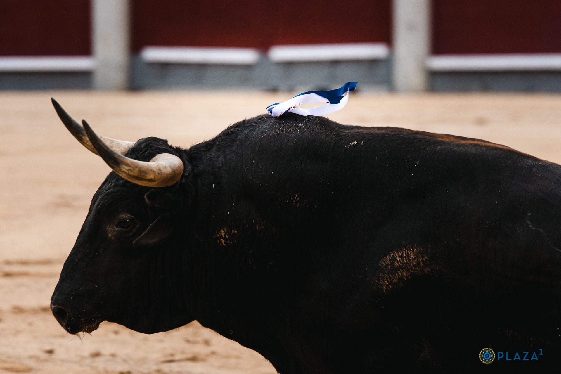 Onda Ruedo 5x09 | Santiago Domecq: "El quinto de Madrid se aproxima a la perfección del toro bravo" Onda Ruedo 5x09 | Santiago Domecq: "El quinto de Madrid se aproxima a la perfección del toro bravo"