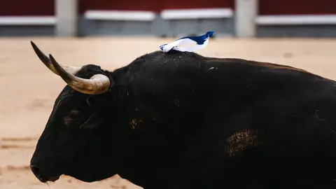 Imagen de un toro bravo Imagen de un toro bravo