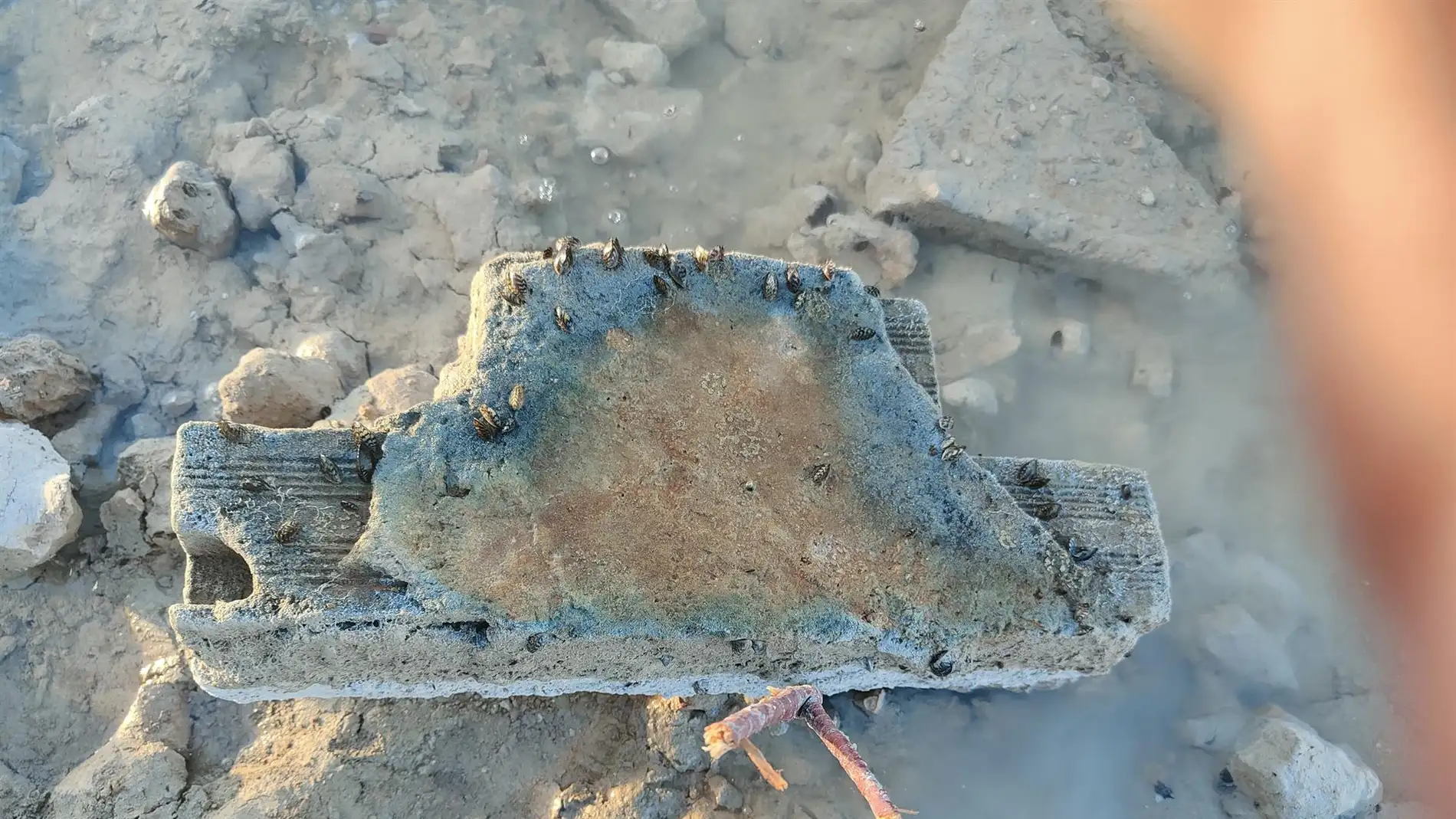 Mejillón cebra en los restos de una tubería en el embalse de Crevillent.