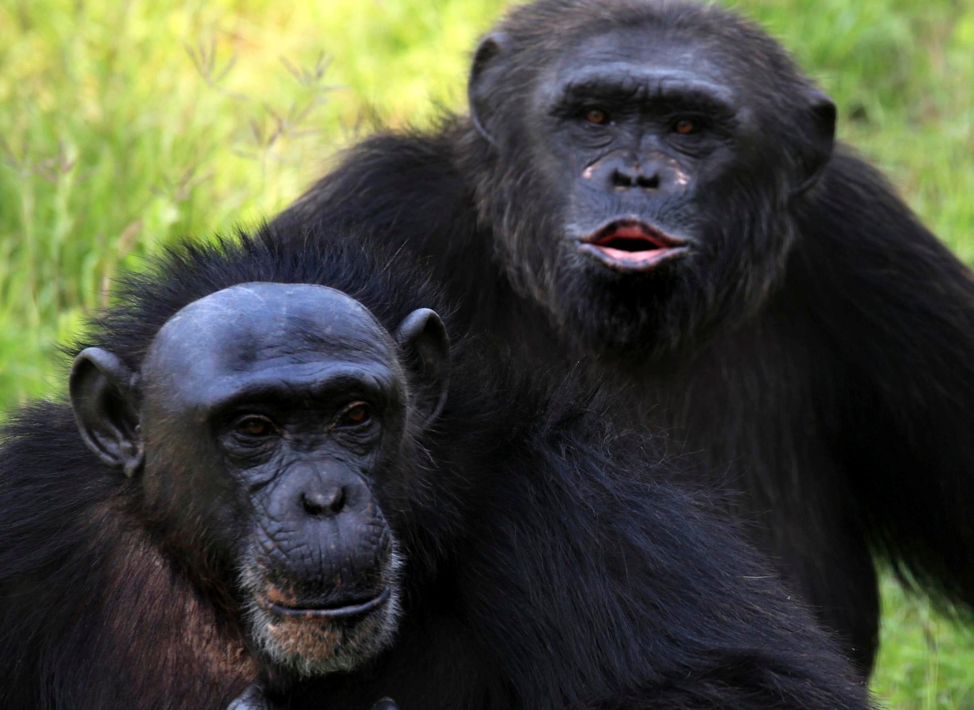 La masturbación parece tener un propósito evolutivo en los primates, según un estudio La masturbación parece tener un propósito evolutivo en los primates, según un estudio