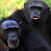 En la imagen de archivo, una pareja de chimpancés.