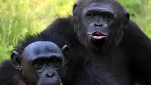 En la imagen de archivo, una pareja de chimpancés.