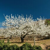 UPA-UCE, Asaja Extremadura y las Cooperativas del Valle del Jerte exigen ayudas directas para la cereza