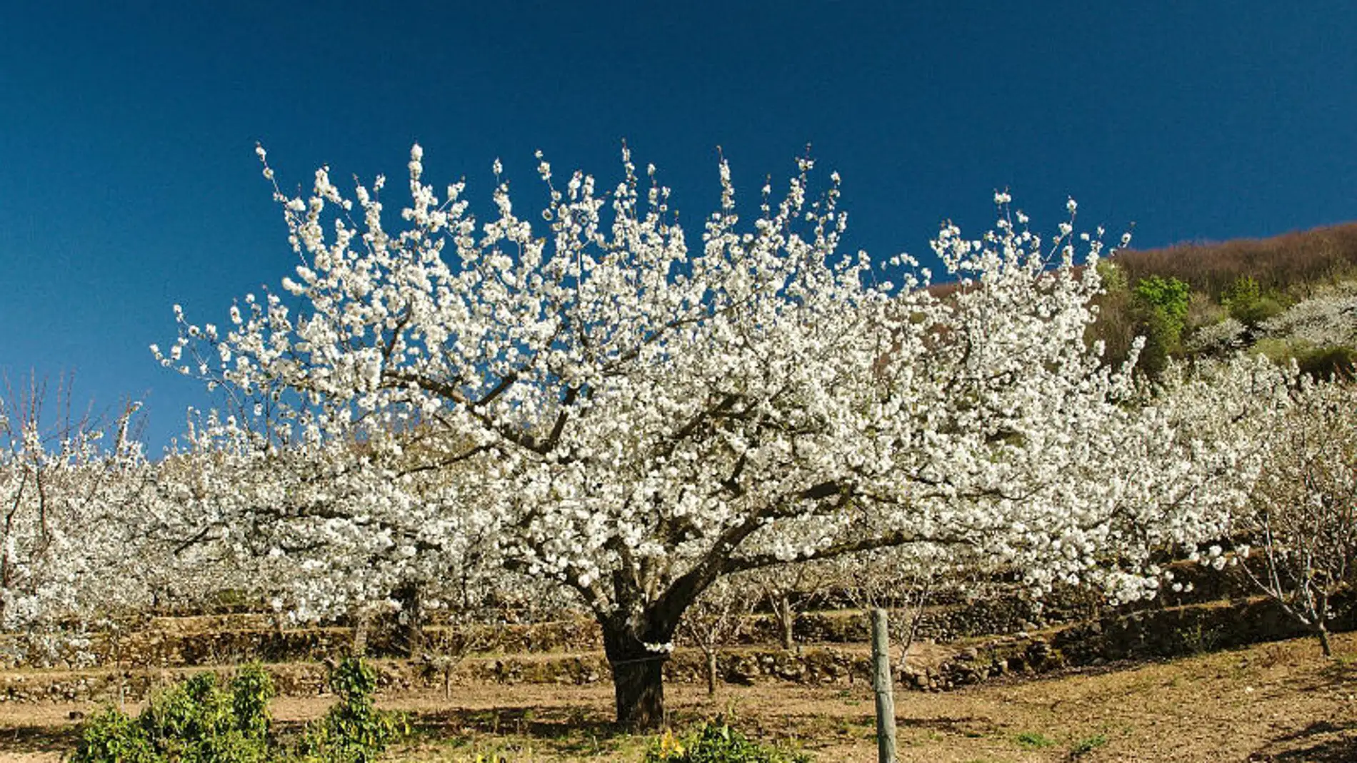UPA-UCE, Asaja Extremadura y las Cooperativas del Valle del Jerte exigen ayudas directas para la cereza