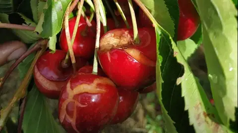 La Unión lleva a cabo una concentración frente a la consejería de Agricultura este jueves en favor del sector cerecero La Unión lleva a cabo una concentración frente a la consejería de Agricultura este jueves en favor del sector cerecero