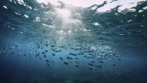 Día mundial de los océanos El mar cantábrico es de los que mejor conservación tiene
