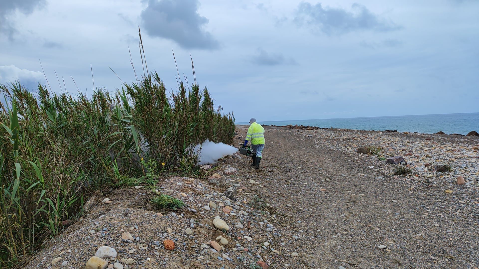 Aumenta la presencia de mosquitos en Almassora por la ola de calor Aumenta la presencia de mosquitos en Almassora por la ola de calor