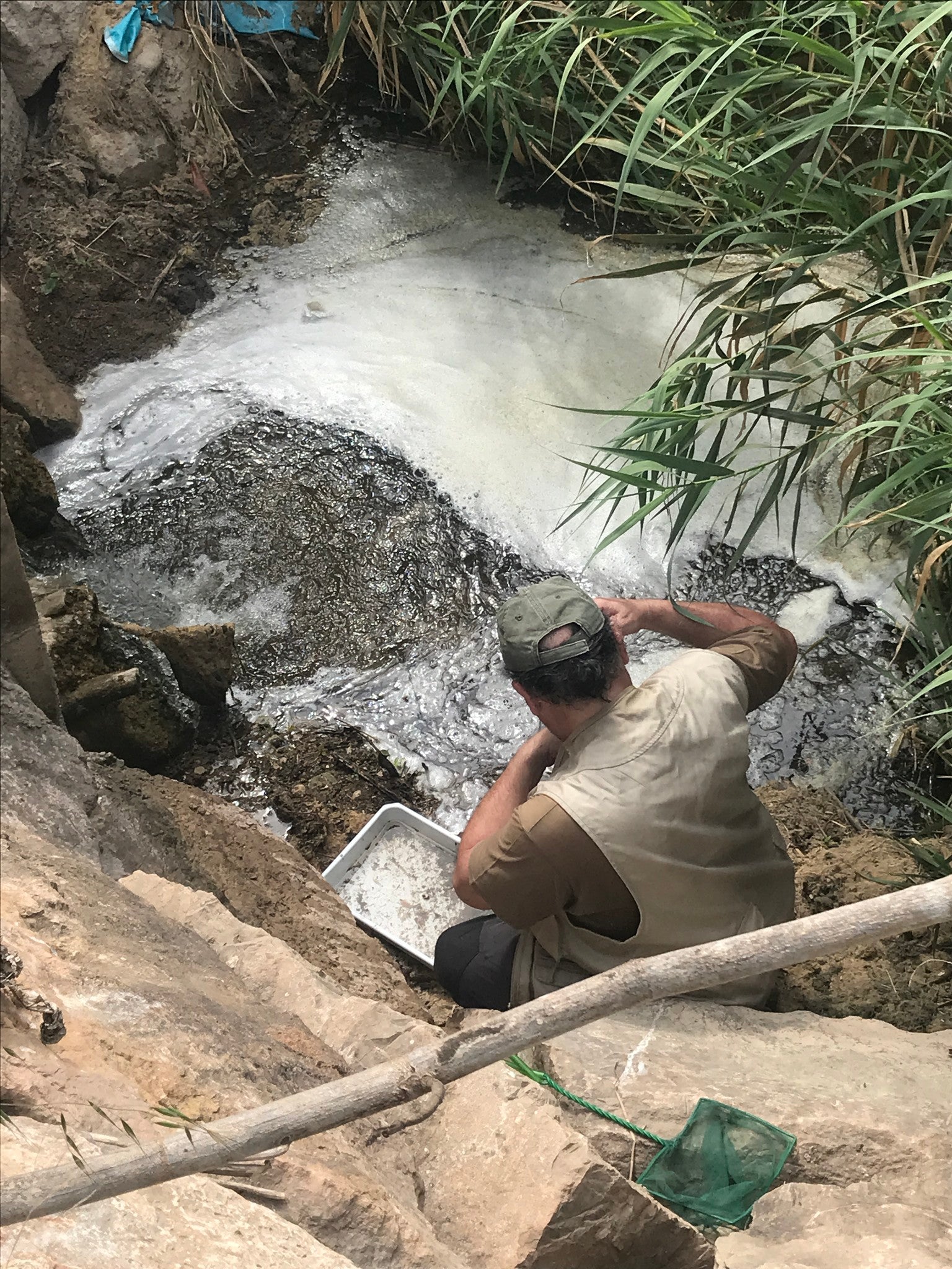 Acció Ecologista-Agró identifica más de 200 especies en el Río Palancia en Sagunto Acció Ecologista-Agró identifica más de 200 especies en el Río Palancia en Sagunto