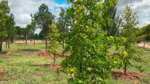 Plantaci&oacute;n de &aacute;rboles