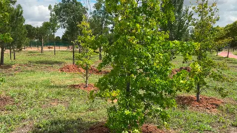 Plan de arboleda Plantación de árboles