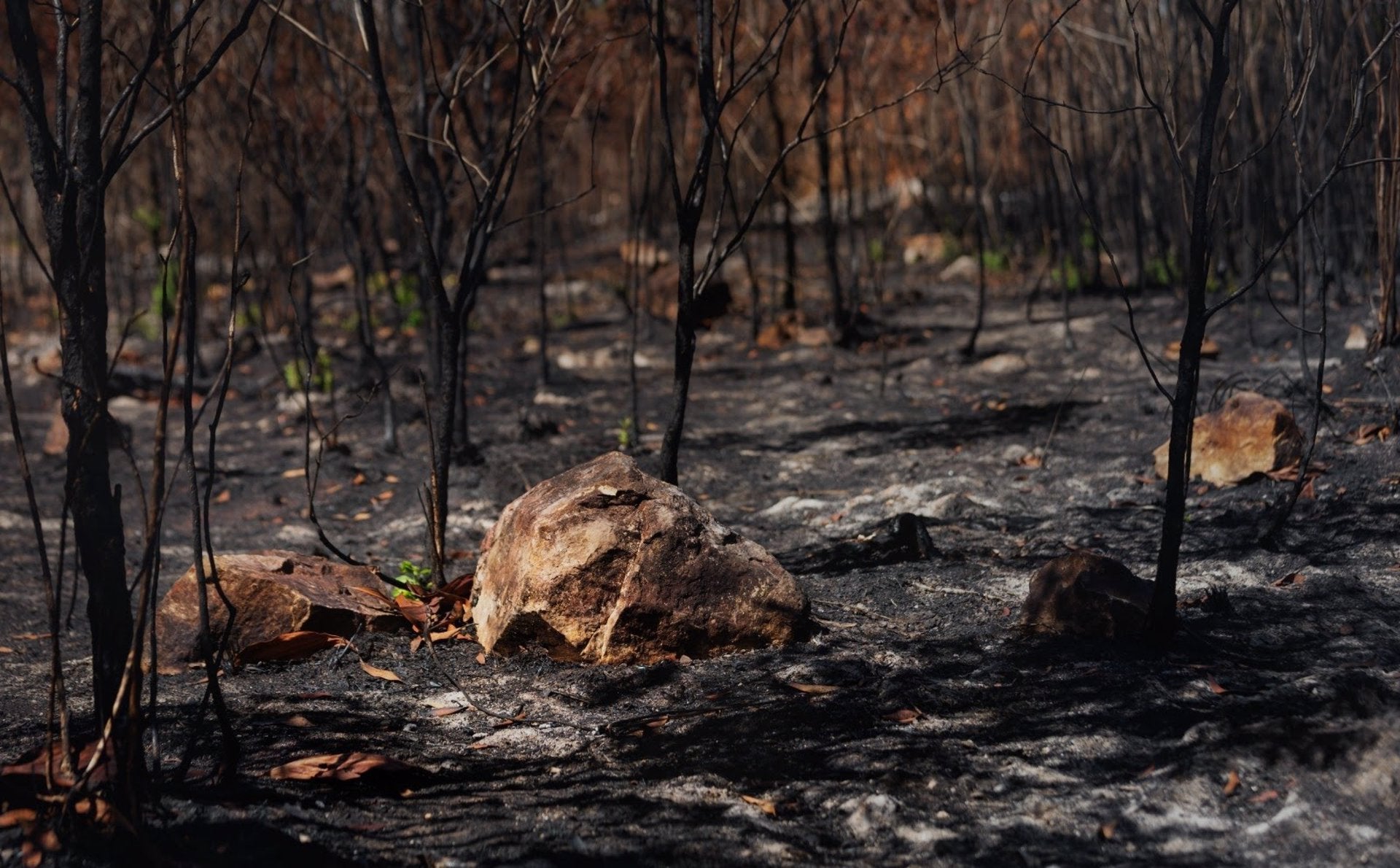 La Federación de Caza pide medidas urgentes para recuperar los recursos cinegéticos en Pinofranqueado y Gata tras los incendios La Federación de Caza pide medidas urgentes para recuperar los recursos cinegéticos en Pinofranqueado y Gata tras los incendios