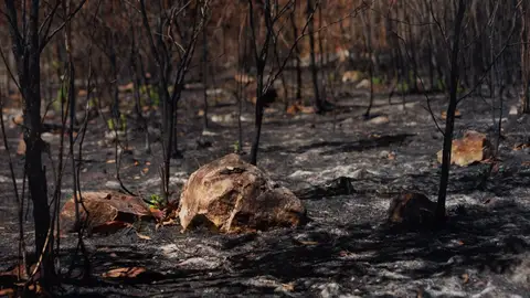 La Federación de Caza pide medidas urgentes para recuperar los recursos cinegéticos en Pinofranqueado y Gata tras los incendios La Federación de Caza pide medidas urgentes para recuperar los recursos cinegéticos en Pinofranqueado y Gata tras los incendios