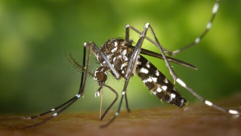 chikungunya, mosquito tigre