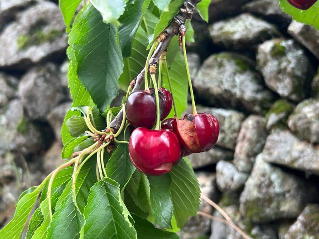 Los productores de cereza y comarcas afectadas instan a acelerar la declaración de zona catastrófica por las persistentes lluvias Los productores de cereza y comarcas afectadas instan a acelerar la declaración de zona catastrófica por las persistentes lluvias