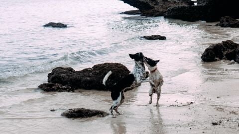 Dos perros jugado en una playa junto al mar