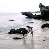 Dos perros jugado en una playa junto al mar
