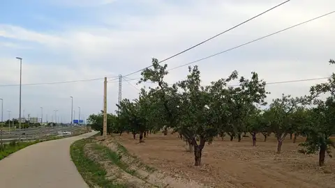 Elche. Elche.