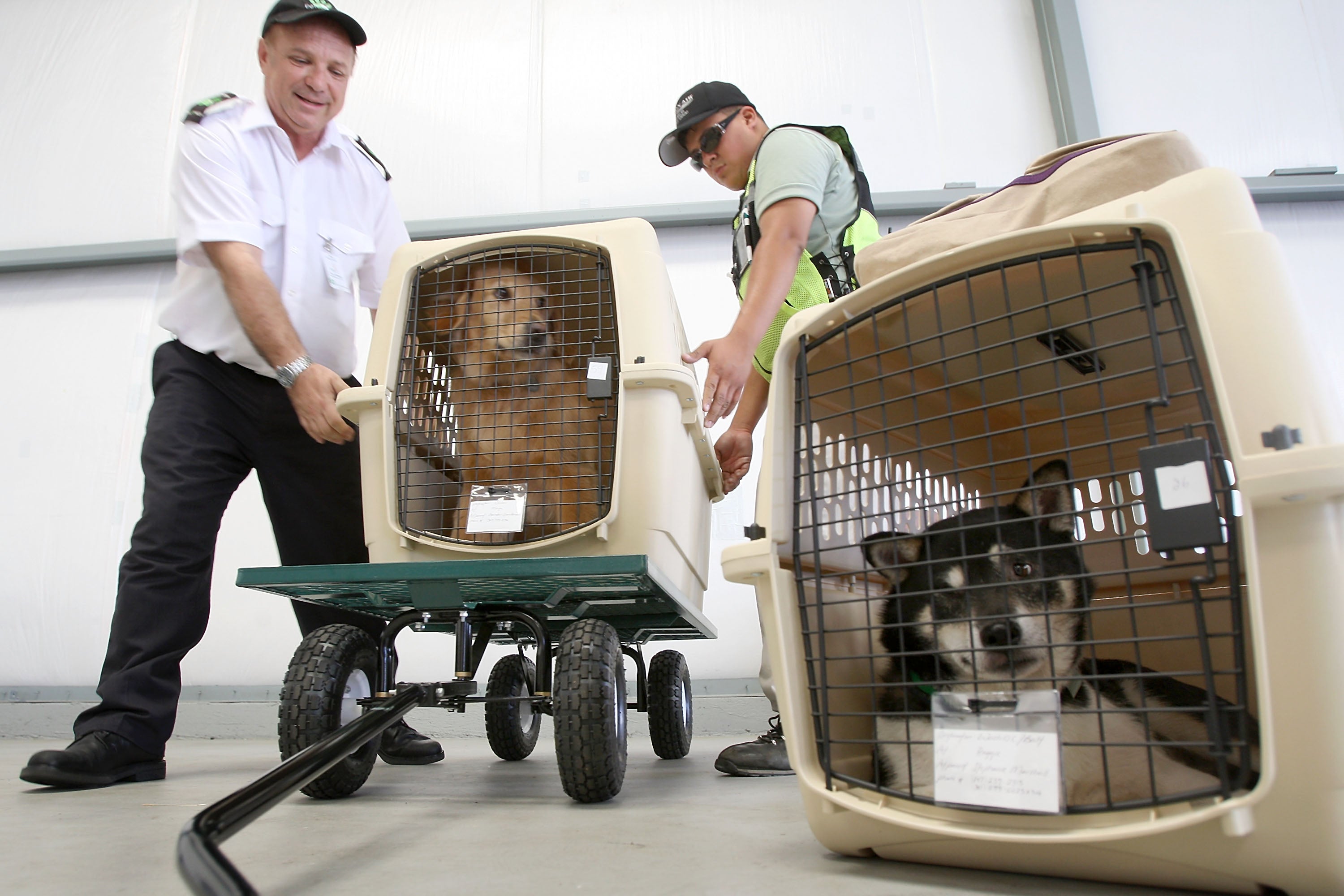 Cómo viajar con perro en tren o en avión: estos son los requisitos Cómo viajar con perro en tren o en avión: estos son los requisitos
