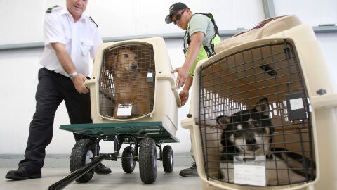 Unos perros siendo cargados en un avión para un viaje inaugural de mascotas.