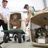 Unos perros siendo cargados en un avión para un viaje inaugural de mascotas.