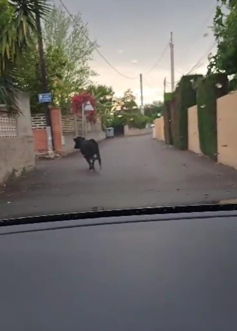 La Policía Local de Vila-real mantiene el operativo de vigilancia para localizar al becerro suelto La Policía Local de Vila-real mantiene el operativo de vigilancia para localizar al becerro suelto