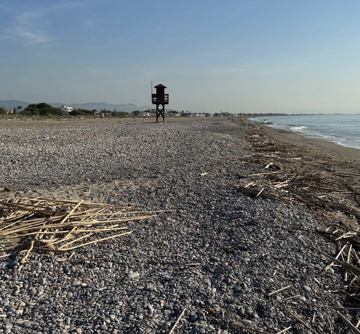 Los vecinos de las playas de Sagunto retiran cúmulos de cañas de la costa Los vecinos de las playas de Sagunto retiran cúmulos de cañas de la costa