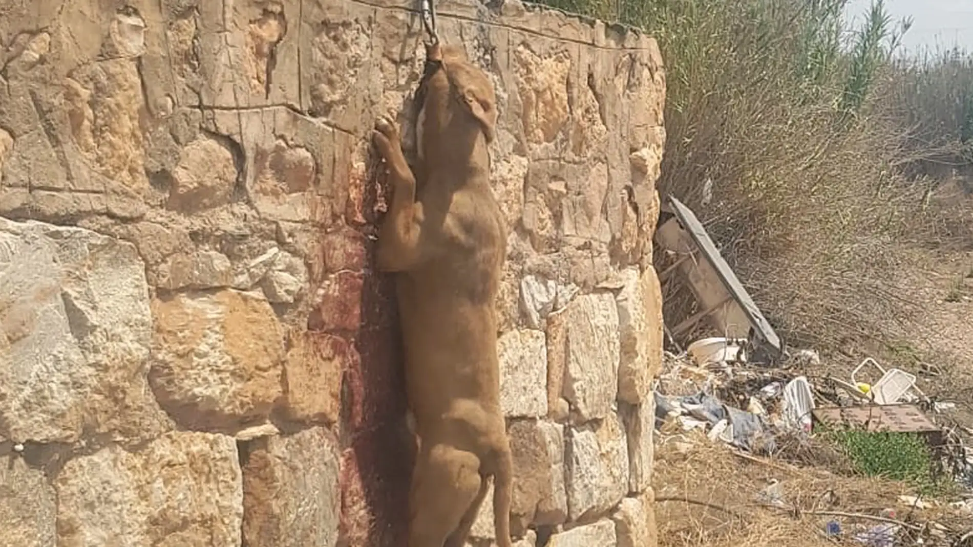 La Guardia Civil investiga a un vecino de Fuente Álamo por delitos de abandono y maltrato animal