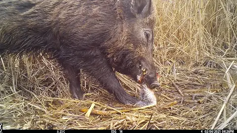 Al jabalí le gusta la carroña Al jabalí le gusta la carroña