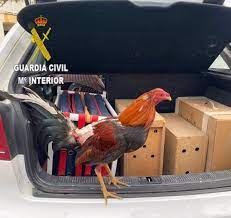 Investigados por transportar 5 gallos de pelea robados Investigados por transportar 5 gallos de pelea robados