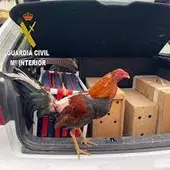 Uno de los gallos hallados en el interior del coche Uno de los gallos hallados en el interior del coche
