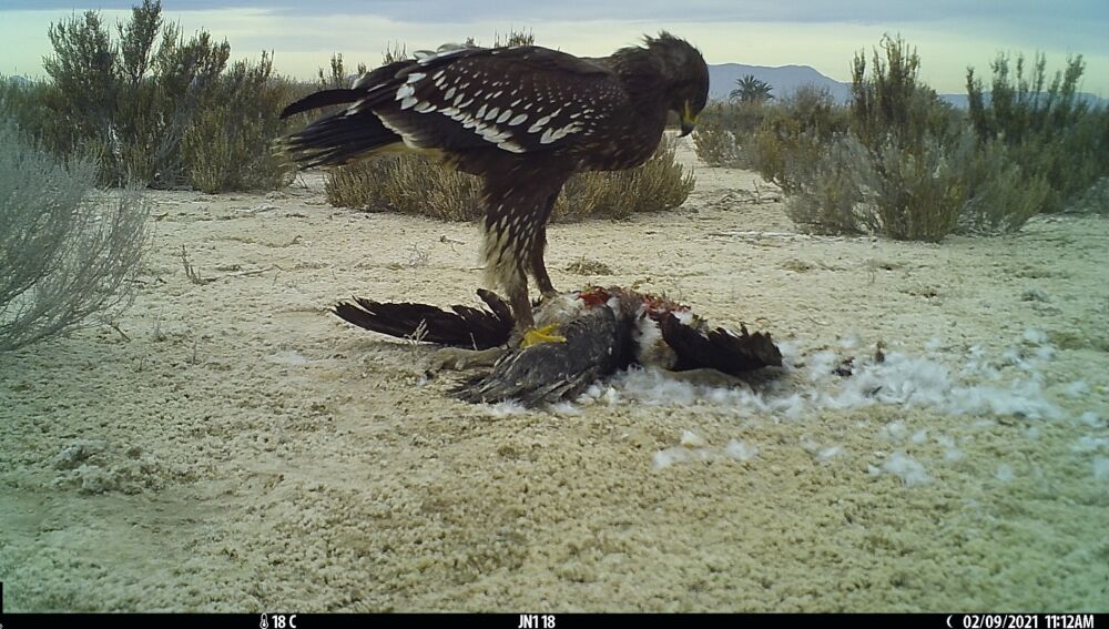 Fototrampeo de una águila comiendo carroña 