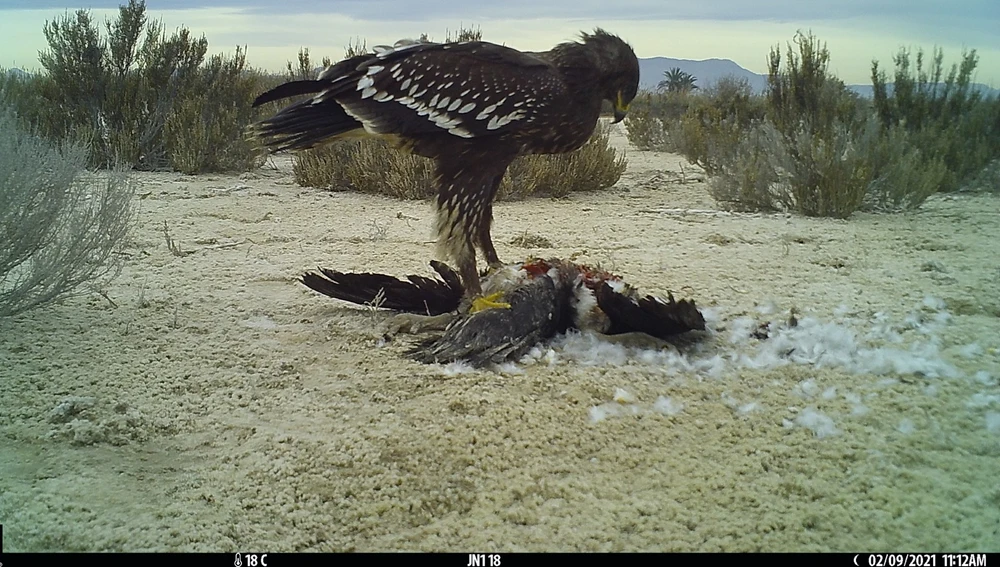 Fototrampeo de una águila comiendo carroña Fototrampeo de una águila comiendo carroña