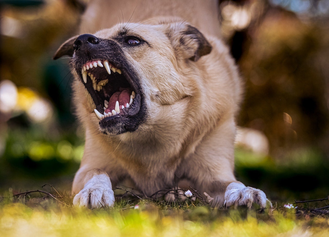 Cómo saber si tu perro sufre ansiedad: así puede tratarse Cómo saber si tu perro sufre ansiedad: así puede tratarse