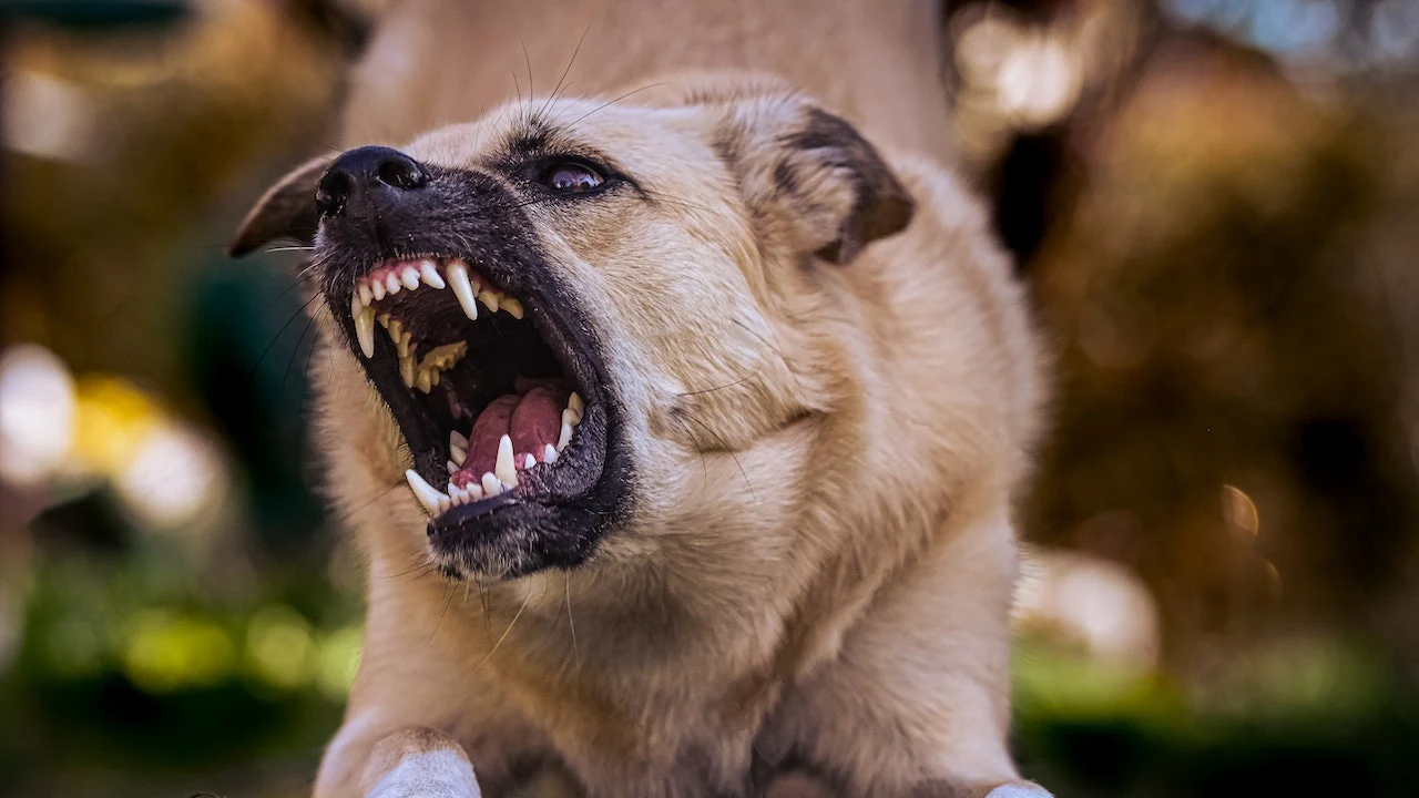 Cómo saber si tu perro sufre ansiedad: así puede tratarse