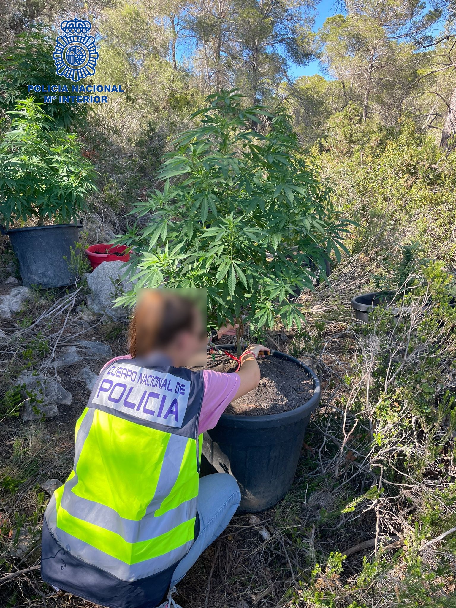 La Policía Nacional detiene a un hombre que tenía una plantación de marihuana en el interior del cementerio de Ibiza La Policía Nacional detiene a un hombre que tenía una plantación de marihuana en el interior del cementerio de Ibiza