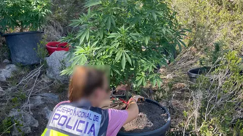 La Policía Nacional detiene a un hombre que tenía una plantación de marihuana en el interior del cementerio de Ibiza La Policía Nacional detiene a un hombre que tenía una plantación de marihuana en el interior del cementerio de Ibiza