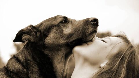 perros