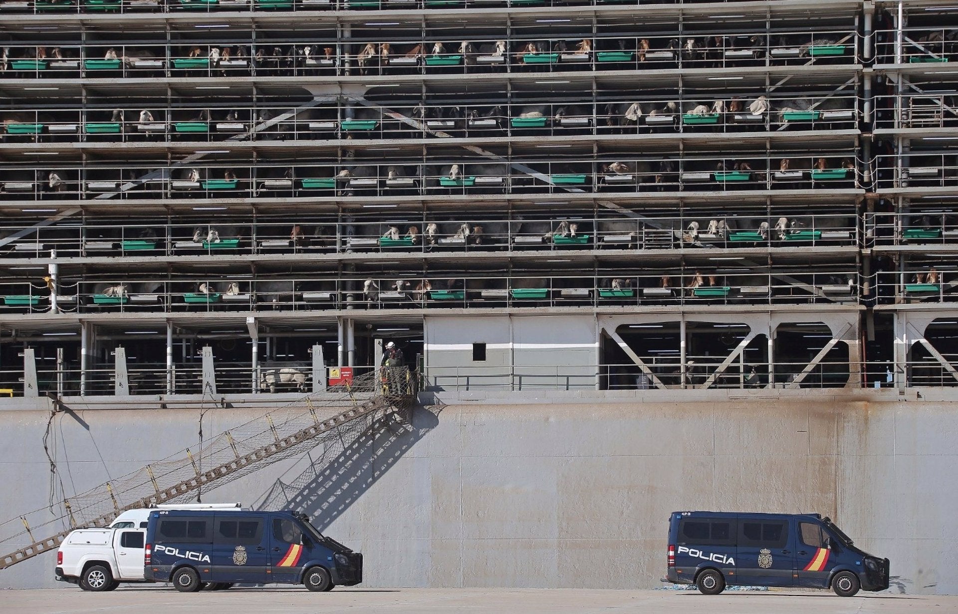 La DEA busca droga en el barco con ganado atracado en San Roque (Cádiz) intervenido por la Audiencia Nacional La DEA busca droga en el barco con ganado atracado en San Roque (Cádiz) intervenido por la Audiencia Nacional