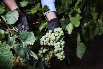 El sector del vi, preocupat per la sequera: "Ningú havia vist una cosa com aquesta" El sector del vi, preocupat per la sequera: "Ningú havia vist una cosa com aquesta"
