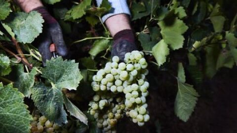 El sector del vi est&agrave; preocupat per la sequera