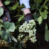 El sector del vi està preocupat per la sequera