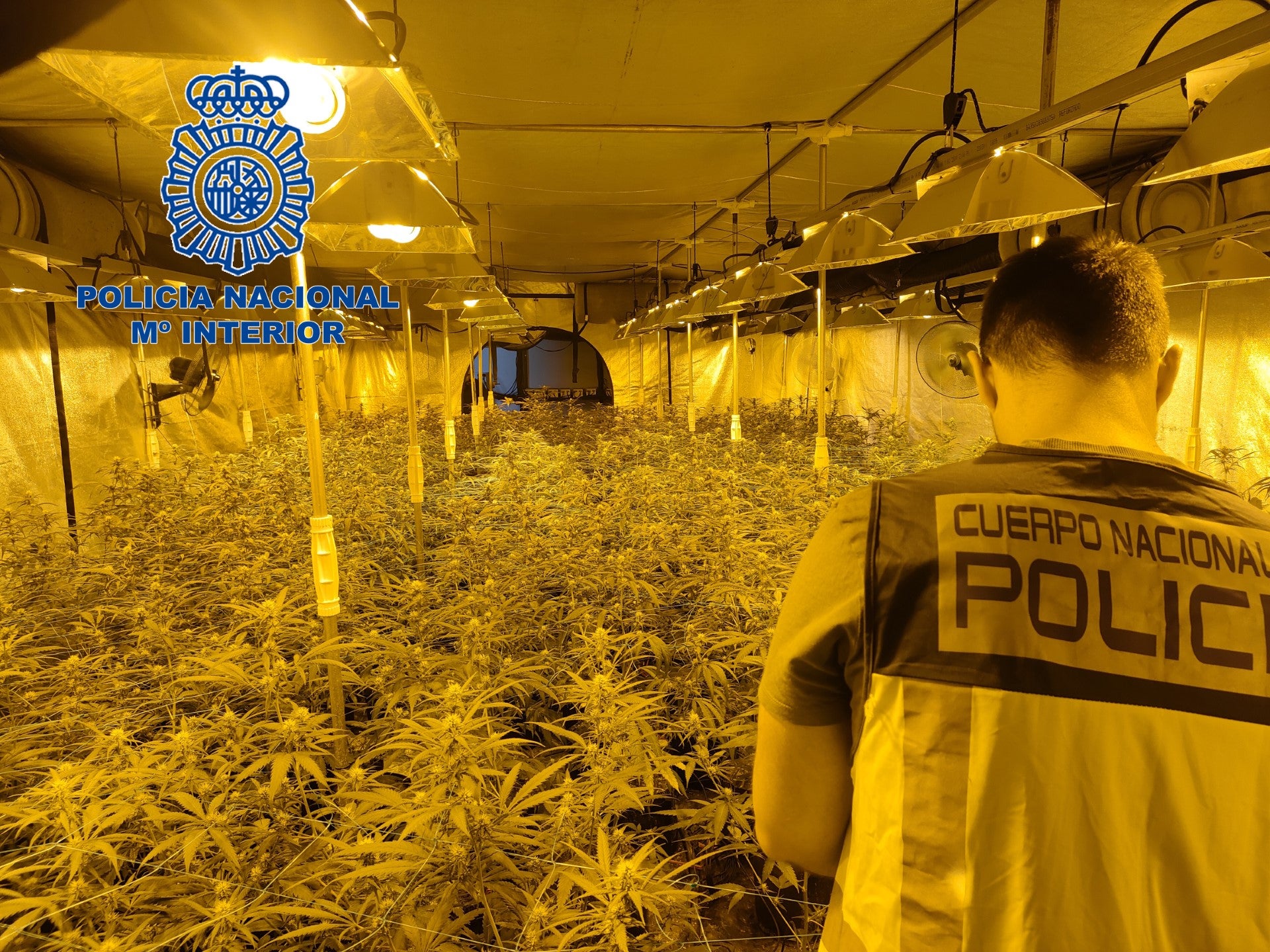 La Policía Nacional desmantela en una finca de la partida de Algoda de Elche una plantación con 1100 plantas de marihuana La Policía Nacional desmantela en una finca de la partida de Algoda de Elche una plantación con 1100 plantas de marihuana
